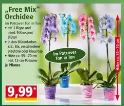 Norma Free Mix Orchidee Angebot