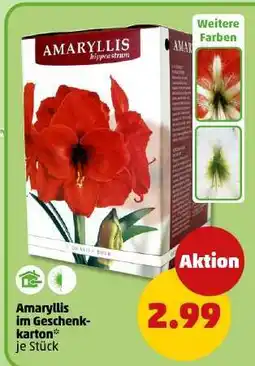 PENNY Amaryllis im Geschenkkarton Angebot