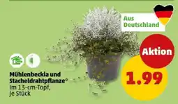 PENNY Mühlenbeckia und Stacheldrahtpflanze Angebot
