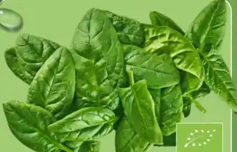 Aldi Nord Bio Spinat Angebot