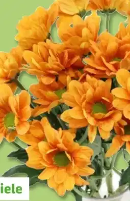 PENNY Chrysanthemen Angebot