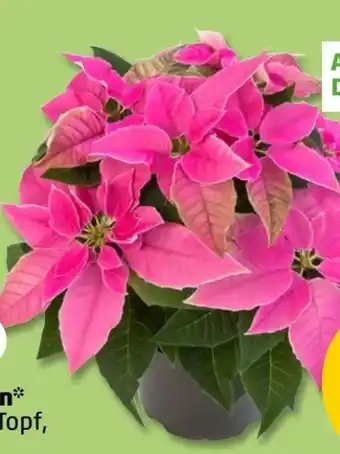 PENNY Herbststern Angebot