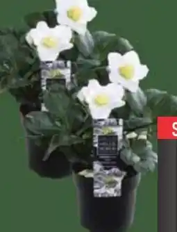 E-Center Christrosen Helleborus Angebot