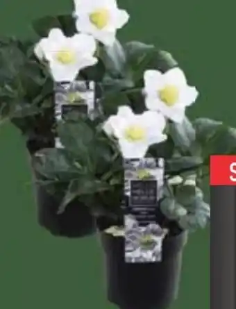 E-Center Christrosen Helleborus Angebot