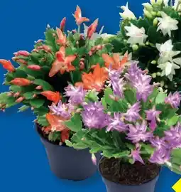 Lidl XXL-Schlumbergera Angebot