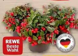 REWE Center Rewe Beste Wahl Scheinbeere Angebot