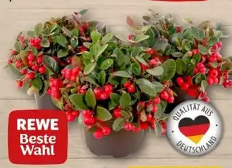 REWE Center Rewe Beste Wahl Scheinbeere Angebot