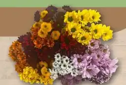 REWE Center Blumenstrauß Chrysanthemen mit Santini Angebot