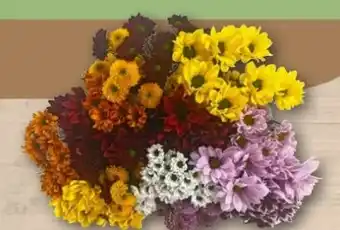 REWE Center Blumenstrauß Chrysanthemen mit Santini Angebot