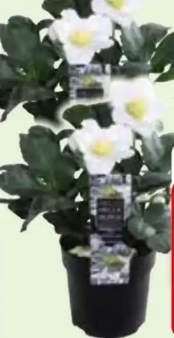 Edeka Christrosen Helleborus Angebot