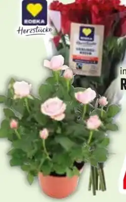 Edeka Edeka Herzstücke Rosenstrauß Angebot