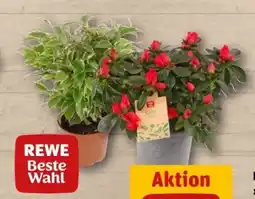 REWE Center Rewe Beste Wahl Azalee Angebot