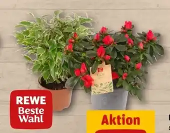 REWE Center Rewe Beste Wahl Azalee Angebot