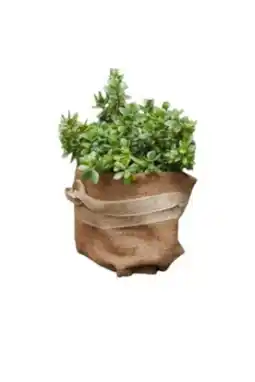 Globus Baumarkt TrendLine Kokosschutz-Matte Angebot