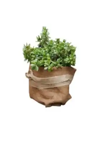 Globus Baumarkt TrendLine Kokosschutz-Matte Angebot