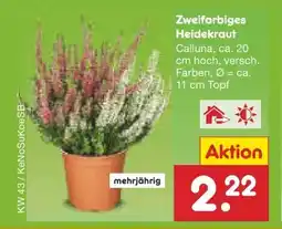 Netto Marken-Discount Zweifarbiges Heidekraut Angebot