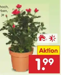 Netto Marken-Discount Rosen im Topf Angebot