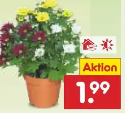 Netto Marken-Discount Chrysantheme Angebot