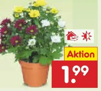 Netto Marken-Discount Chrysantheme Angebot