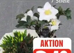 Edeka Frischemarkt Christrose Angebot