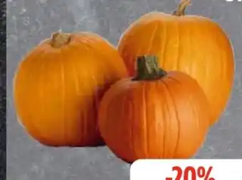 Edeka Frischemarkt Speisekürbis Halloween Angebot