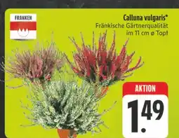 Edeka Franken calluna vulgaris Angebot