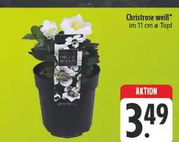 Edeka Christrose weiß Angebot