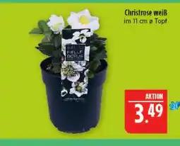 Marktkauf Christrose weiß Angebot