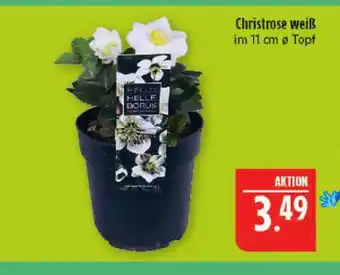Marktkauf Christrose weiß Angebot