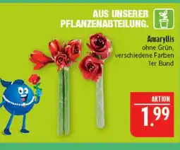 Marktkauf Amaryllis Angebot