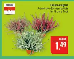 Marktkauf Franken calluna vulgaris Angebot