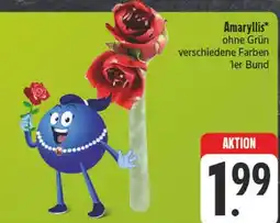 E-Center Amaryllis Angebot