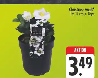 E-Center Christrose weiß Angebot