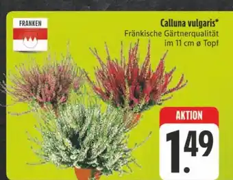 E-Center Franken calluna vulgaris Angebot