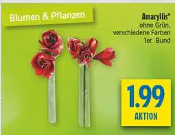 diska Amaryllis Angebot