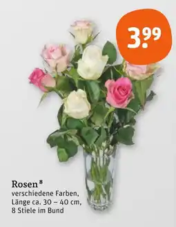 tegut Rosen Angebot