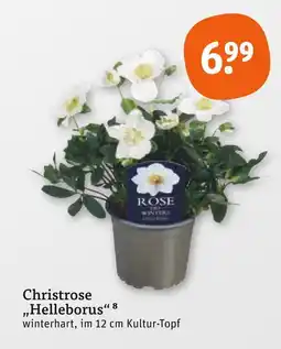 tegut Christrose „helleborus“ Angebot
