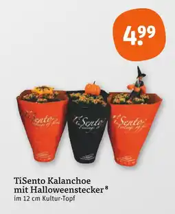 tegut Tisento kalanchoe mit halloweenstecker Angebot