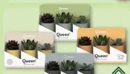 Aldi Nord Gardenline Sukkulenten Queen Angebot