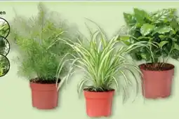 Aldi Nord Gardenline Grünpflanze Angebot