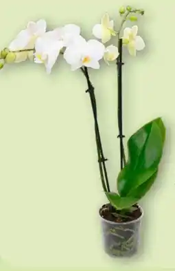 Aldi Nord Gardenline Phalaenopsis Angebot