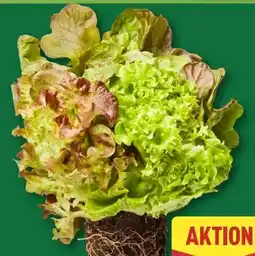 Aldi Nord Salate mit Wurzelballen Angebot