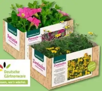 Aldi Nord Balkon- und Kübelpflanzen Angebot