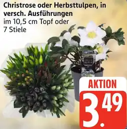 Edeka Christrose oder Herbsttulpen Angebot