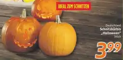 inkoop Schnitzkürbis ,,Halloween" Angebot
