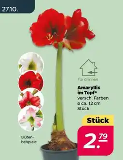 NETTO Amaryllis im Topf Angebot