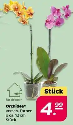 NETTO Orchidee Angebot