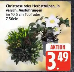 Edeka Christrose oder Herbsttulpen Angebot