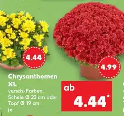 Kaufland Chrysanthemen XL Angebot