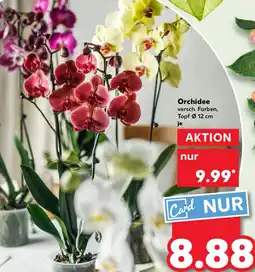 Kaufland Orchidee Angebot